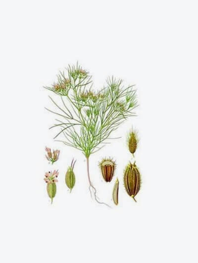 cumin-jeera-powder-a2masala