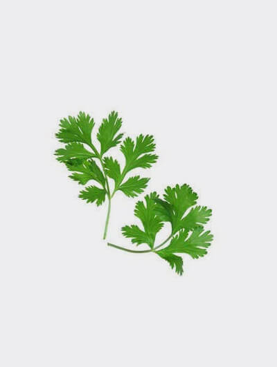 orgenic-coriander-seeds-a2masala